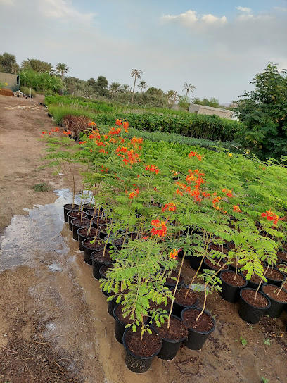 حضانة نخيل الصحراء - United Arab Emirates|Sambareed - Fujairah|J73F+WW