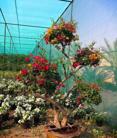 نجم الصحراء - رأس الخيمة - +971 50 191 1549