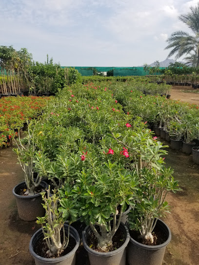 حضانة العشب الأخضر للبذور والشتلات ش.ذ. - United Arab Emirates|Fujairah|Wam Road|H7V2+H65