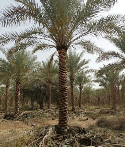 مزارعي النخيل | دبي - دبي - +971 50 859 3679