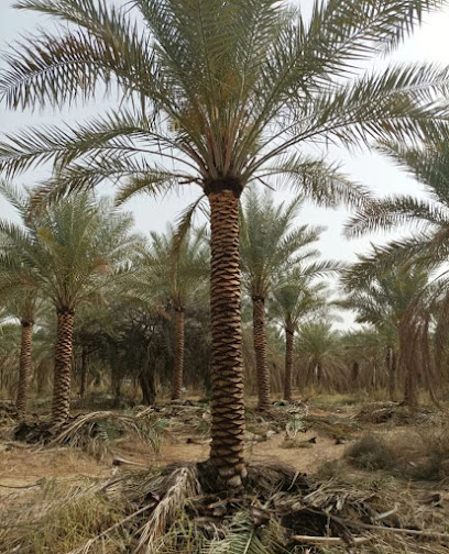 مزارعي النخيل | دبي - United Arab Emirates|Al Satwa - Dubai|Al Tayer Building