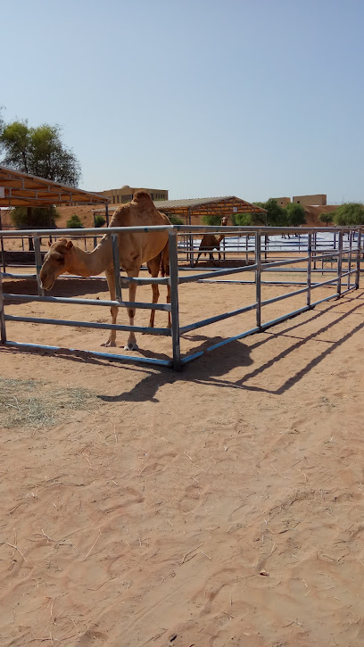 مختبر الإمارات للهجن جديد - United Arab Emirates|Ghara - Umm Al Quwain|FPM7+G9V