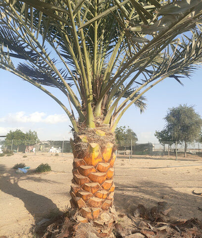 نخل الامارات مشتل البراري أشجار النخيل المتاحة في واشينتونيا - الفجيرة - +971 50 820 0481
