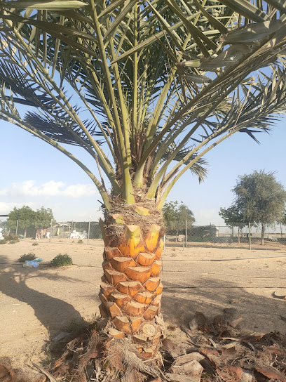 نخل الامارات مشتل البراري أشجار النخيل المتاحة في واشينتونيا - United Arab Emirates|Hili - Abu Dhabi