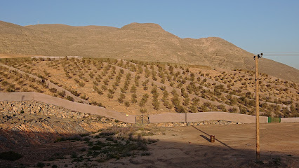 مزرعة الزيتون الجبلية - الفجيرة -