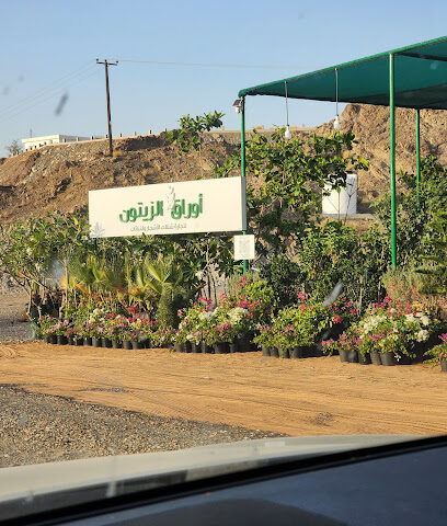 مزرعة اوراق الزيتون مشتل اوراق الزيتون - رأس الخيمة - +971 50 869 2229