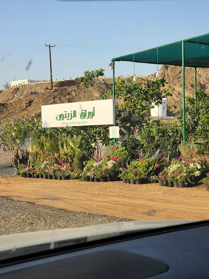 مزرعة اوراق الزيتون مشتل اوراق الزيتون - United Arab Emirates|Masafi Town - Ras al Khaimah|مقابل نادي مسافي الرياضي|Masafi main roud