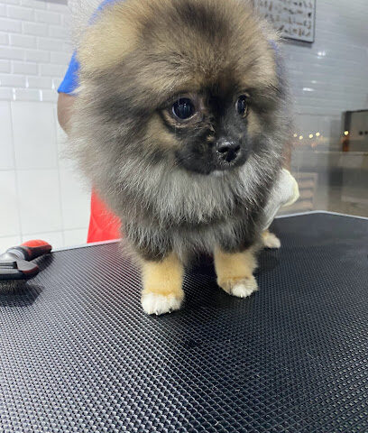 My Pet Grooming Center ماي بت صالون للحيوانات الاليفة - رأس الخيمة - +971 50 994 0405