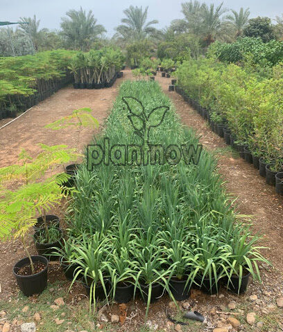 PlantNow - شراء النباتات عبر الإنترنت في دبي | شراء النباتات على الإنترنت رخيصة الثمن في الإمارات العربية المتحدة - رأس الخيمة - +971 55 397 6600