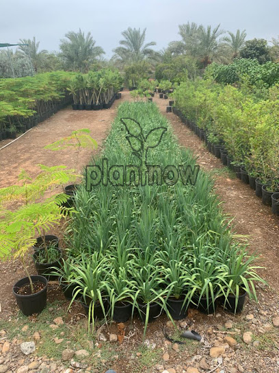 PlantNow - شراء النباتات عبر الإنترنت في دبي | شراء النباتات على الإنترنت رخيصة الثمن في الإمارات العربية المتحدة - United Arab Emirates|Al Qusais - Dubai|Damascus Street|102