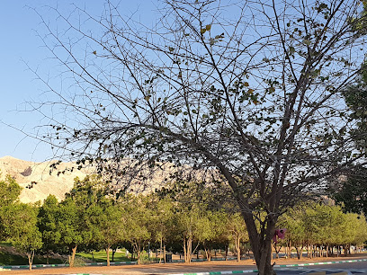 مستدير المبزرة الخضراء - الفجيرة -
