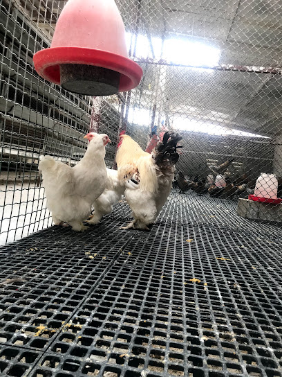 فالكون جاره لتجارة الطيور والحيوانات الأليفة - United Arab Emirates|Abu Dhabi|Livestock Market