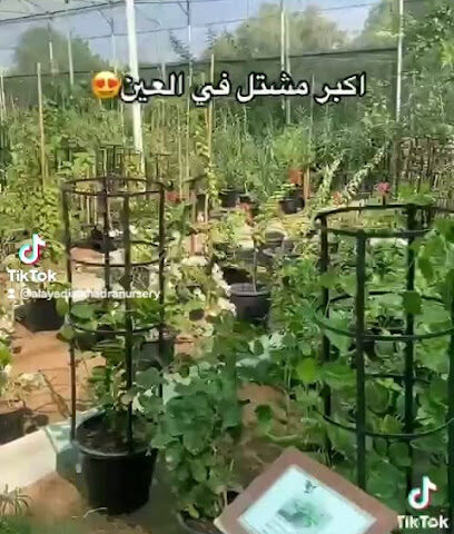 حضانة العيادي الخضراء - رأس الخيمة - +971 3 736 6299
