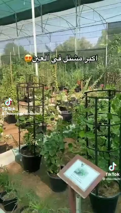 حضانة العيادي الخضراء - United Arab Emirates|Al Qattarah - Abu Dhabi|Al Jarrah St|Abu Obaid Bin