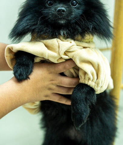 ALMALIKA PETS CARE ، الملكة للعناية بالحيوانات الأليفة - رأس الخيمة - +971 50 292 4193