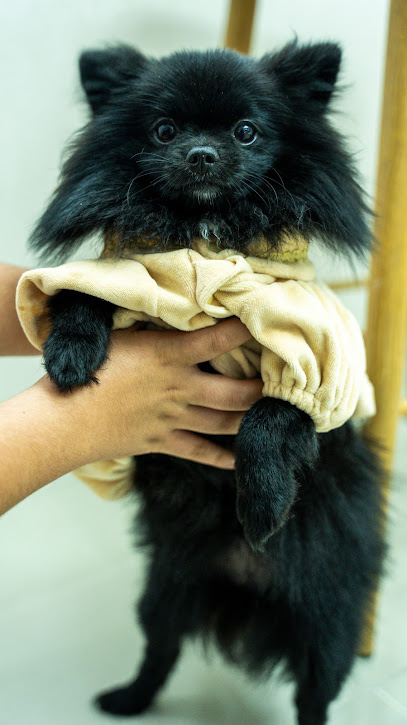 ALMALIKA PETS CARE ، الملكة للعناية بالحيوانات الأليفة - United Arab Emirates|Al Rashidiya 2 - Ajman|sport club