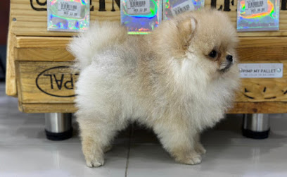 يحب الحيوانات الأليفة - United Arab Emirates|Al Zahiyah - Al Mina - Abu Dhabi|Pet Market