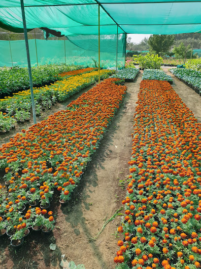 حضانة زهور وتجارة الزهور ش.ذ. - United Arab Emirates|Industrial Area 1 - Ajman|Shop 9 plants market