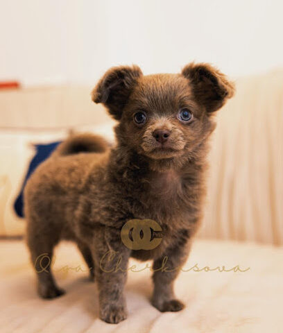 OC Pets - رأس الخيمة - +971 50 110 1394