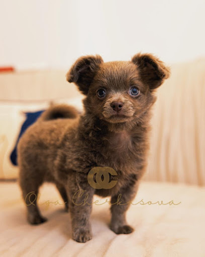 OC Pets - United Arab Emirates|Business Bay - Dubai|Art 18