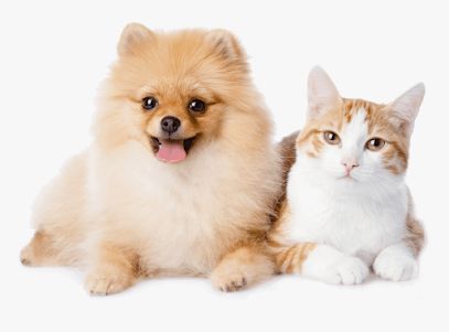 Petz n Stuff - رأس الخيمة - +971 50 395 9745
