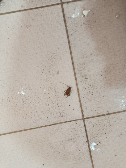 شركة مكافحة حشرات في ابو ظبي مكافحة الصراصير والبرص والثعابين مكافحه الرمه النمل الابيض شركة مكافحة الحمام تركيب الطارد - United Arab Emirates|Al Manhal - Abu Dhabi|F95C+CF9