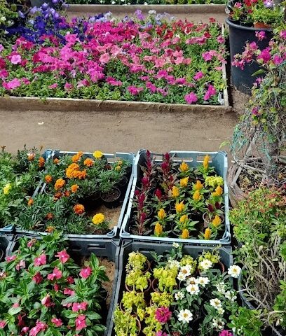 حضانة نباتات عجمان - رأس الخيمة -