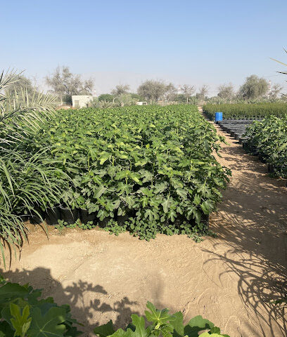 مدينة مشتل - رأس الخيمة - +971 52 606 8617