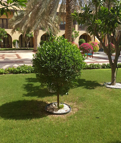 محمود عواد مصمم المناظر الطبيعية الإمارات العربية المتحدة - دبي - دبي - +971 50 994 5667