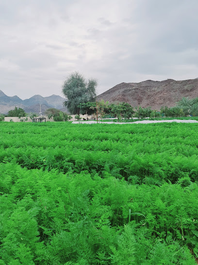 أعلى مزرعة - United Arab Emirates|Al Tuwiyain - Fujairah|شارع