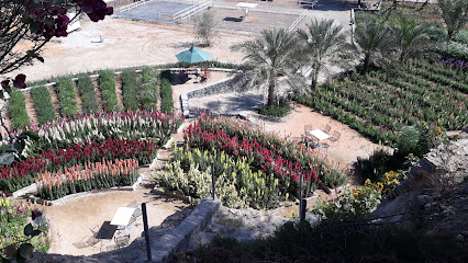 مزرعة الصبار الإماراتي - خورفكان - +971 50 649 0575