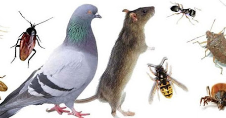 العالميه لتنسيق الحدائق - دبي -