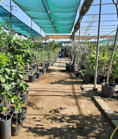 دسكيب بلانت شوب - دبي - +971 52 994 4997