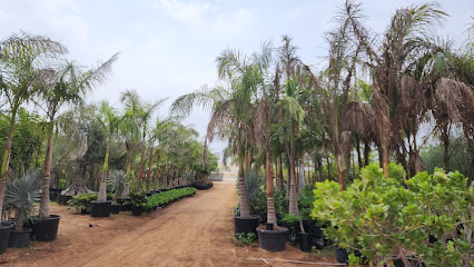 حضانة جبل القلمون - رأس الخيمة - +971 55 189 7426